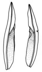 Fissidens crispulus var. robinsonii, leaves. Drawn from P.J. de Lange K121 & D. Havell, CHR 624175.
 Image: R.C. Wagstaff © Landcare Research 2014 